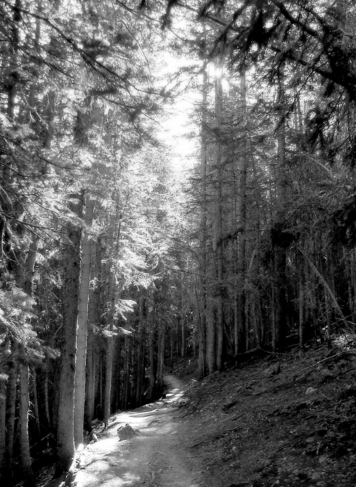 <B>Through the Woods</B><BR><FONT size=2>by JoeSchmoe</FONT>