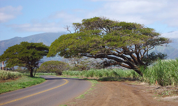 <b>Hansen Road - Maui</b><br>by kudbegud