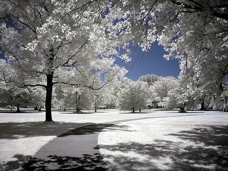  Into The IR World.jpg<br><font size=1>by Joseph Levy</font>