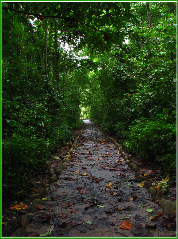 <b>Forest Path</b><br><font size=1> by Carlos Chacon</font>