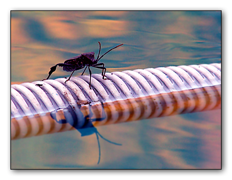 Closing the Pool: Vacuuming  by Roberta