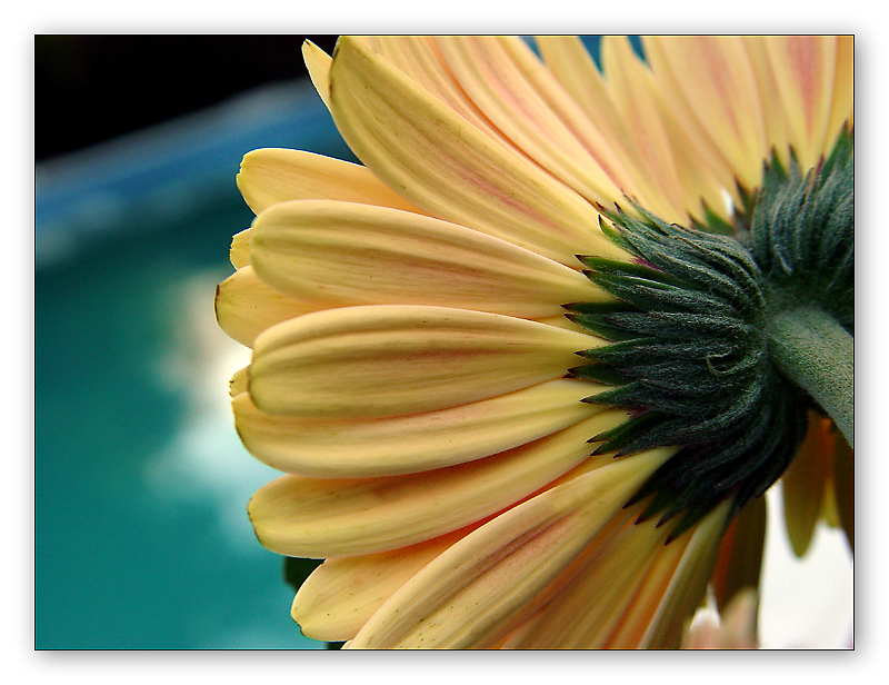 Closing the Pool:  One Last Look  by Roberta