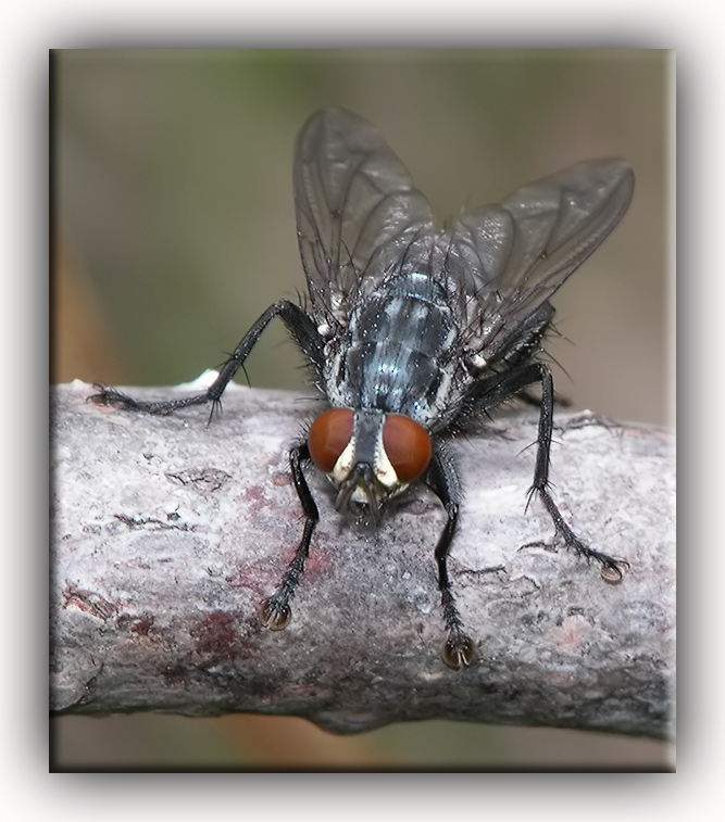 <b>Padded Feet</b><br>by Darren Langdon