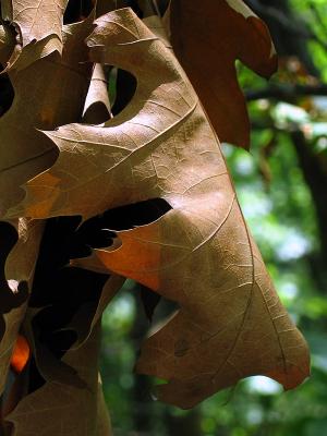 1leaf.jpg