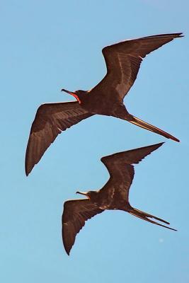 Gallapagos092FlyingFrigateS.jpg