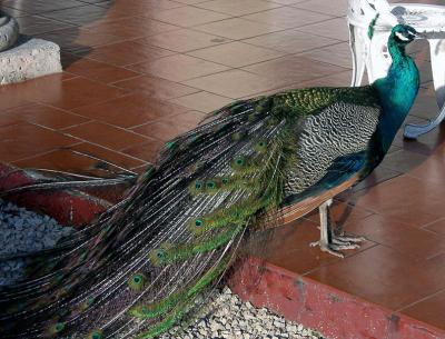 Peacock at the Nacional