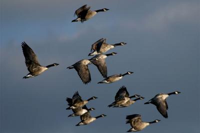 Goose formation