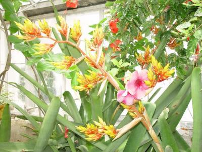 Hoa trong green house