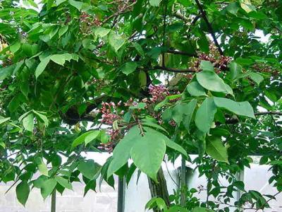 Ca^y Khe^' trong greenhouse cu?a Montreal Botanical Garden