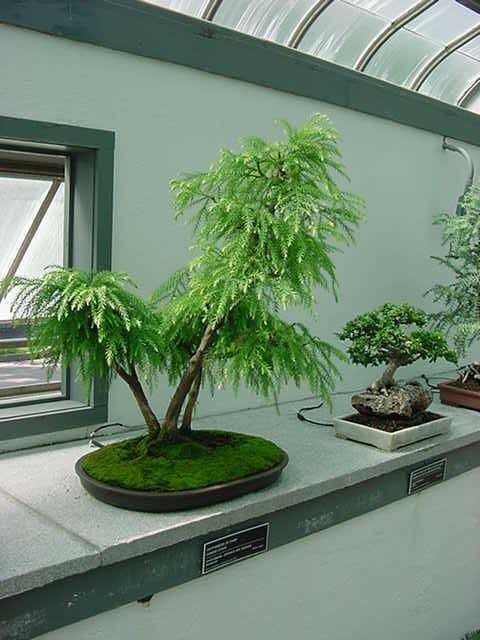 Bonsai Trung Quo^c trong greenhouse cu?a Montreal Botanical Garden