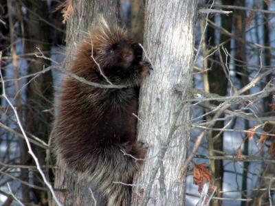2003_Porcupine in a tree