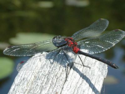 Dragonfly 1