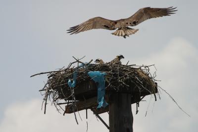 Osprey Nest-2437.jpg