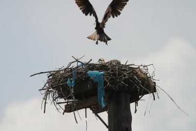Osprey Nest-2438.jpg