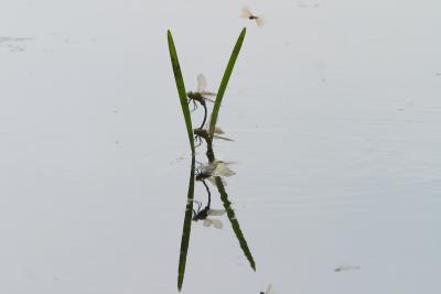 CRW-2491.jpg