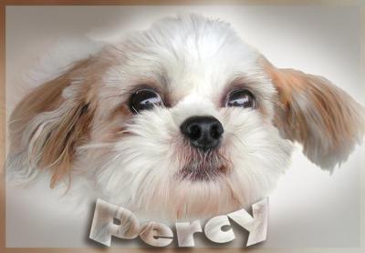 Little Percy 4 x 6-inch