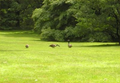 Garden geese