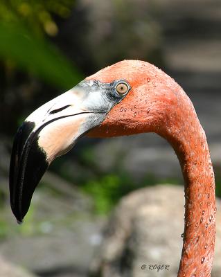 Flamingo Ft Lauderdale, FL