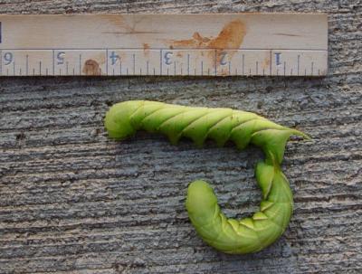 2123-hornworms.jpg