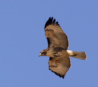 Red-tailed Hawk, immature flying