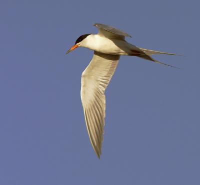Forster's Tern, adult flying