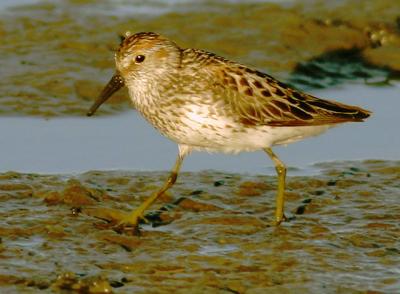 Least Sandpiper, breeding plumage Fall