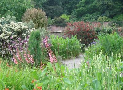 Hedychiums, Watsonia, Olearia