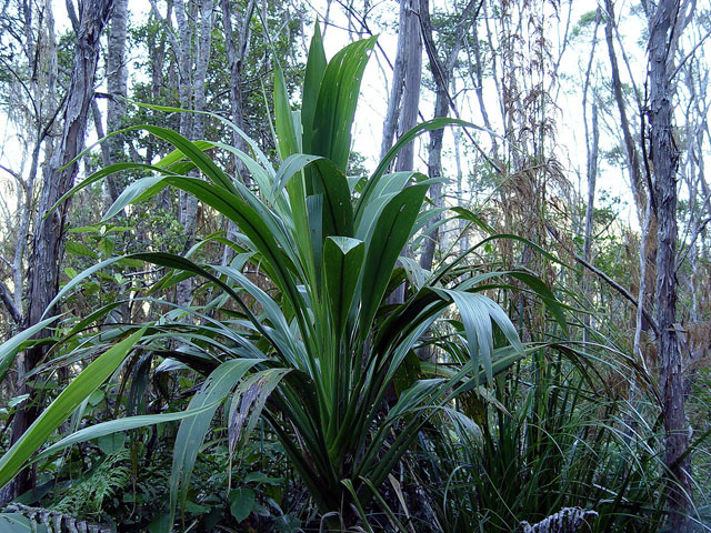 The wide leafed form of C. banksii in the Kauaeranga Valley, southern Coromandel Range.