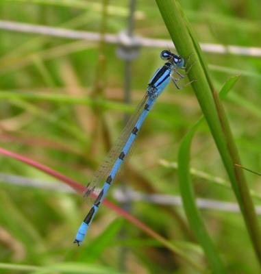 damselflies