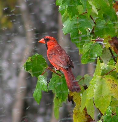 08-11-04 cardinal4.jpg