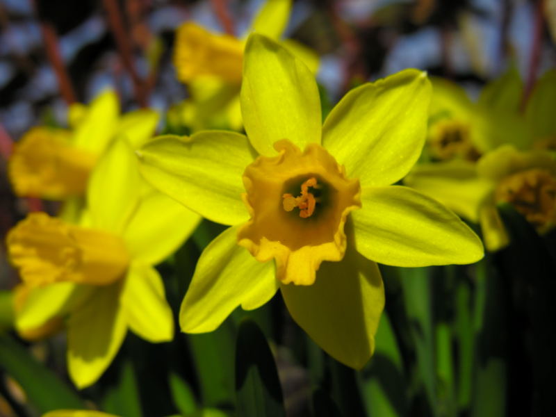 Daffodil