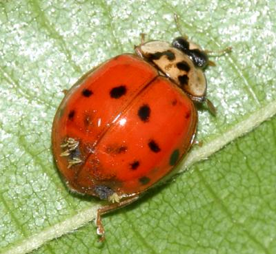 Laboulbeniales fungus on a Multicolored Asian Lady Beetle - Harmonia axyridis