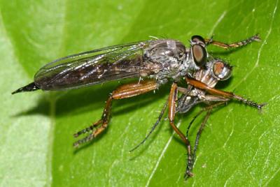 Devon red-legged robberfly - Neomochtherus pallipes (female)