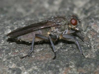 Dung fly - Scathophagidae