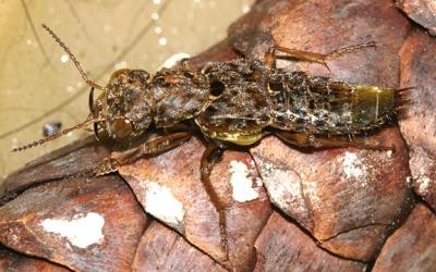 Gold-and-brown Rove Beetle - Ontholestes cingulatus.