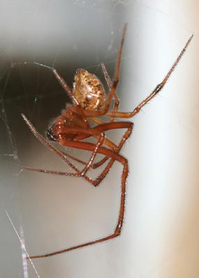 Common House Spider - Parasteatoda tepidariorum  male