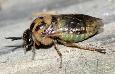 Conifer Sawflies - Diprionidae