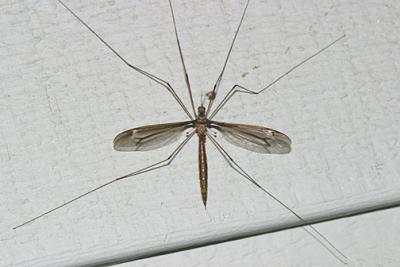 Tipula (Yamatotipula) sp.