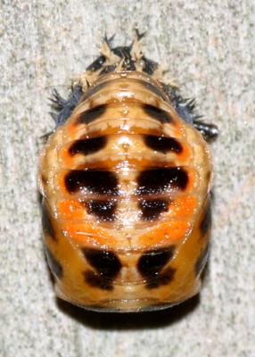 Multicolored Asian Lady Beetle Pupa - Harmonia axyridis