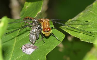 meadowhawk with exuvia stuck on it's leg