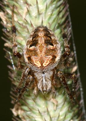 Neoscona arabesca