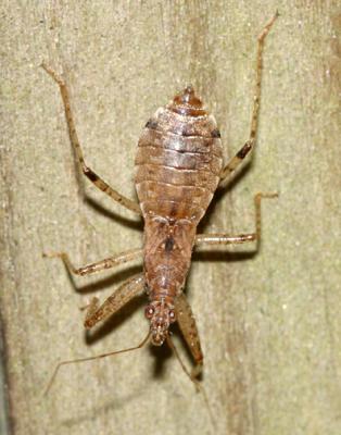Hoplistoscelis pallescens