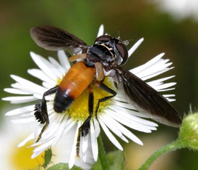 Trichopoda pennipes