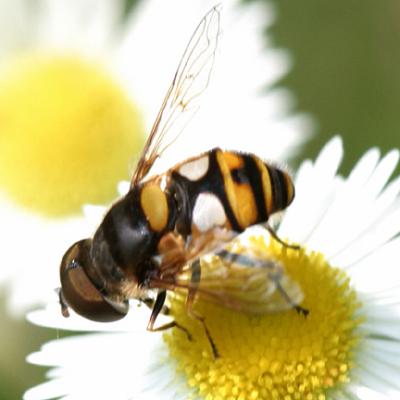 Eristalis transversa (male)