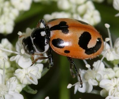 Parenthsis lady beetle, Hippodamia parenthesis.