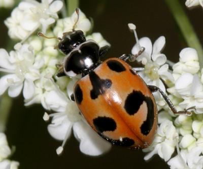 Parenthsis lady beetle - Hippodamia parenthesis