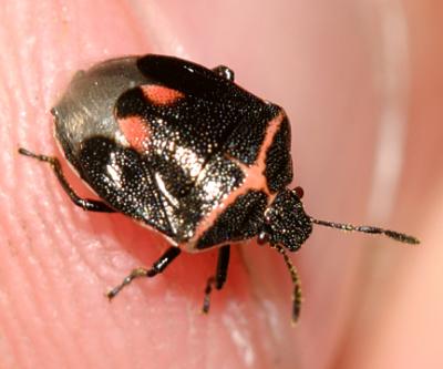 Twice-stabbed Stink bug - Cosmopepla lintneriana