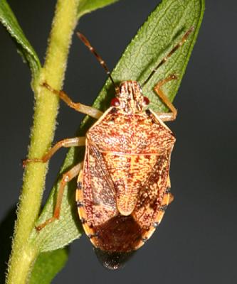 Podisus sp.