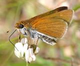 Two-spotted Skipper - Euphyes bimacula