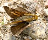Two-spotted Skipper - Euphyes bimacula   (male)